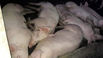 Pork prices drop but live hog supply still lacking
