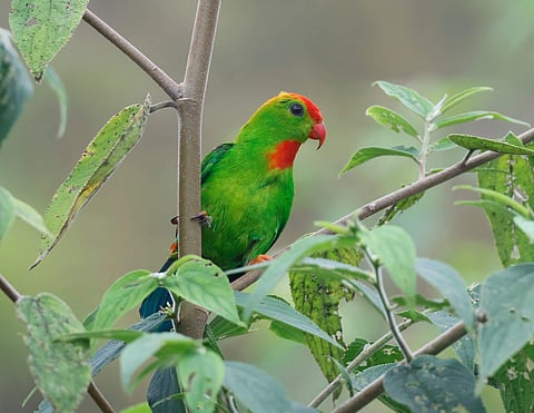 Philippine Hanging Parrot