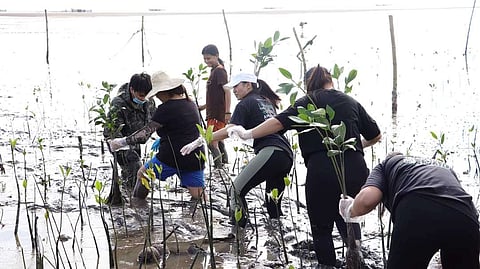 Lasallians plant mangroves, clean up Tomongtong eco-trail