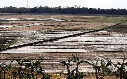 CROPPING SEASON. Rice fields are being prepared for the next cropping season in this undated photo, which will start sometime in the second quarter of 2024. The Department of Agriculture in Negros Oriental said some 32,000 rice farmers will receive PHP5,000 cash assistance in February while seeds and fertilizers will be distributed later. 
