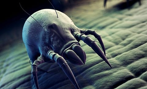 Concern with mites (Part 3)