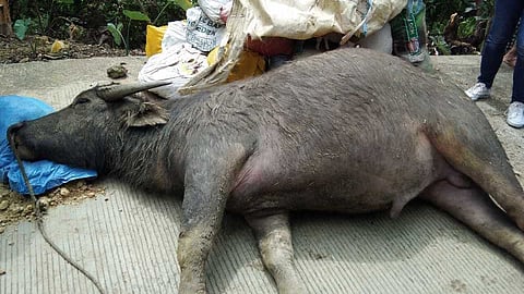 KABAW NAMATAY: Kini ang kabaw sa mag-uuma nga taga Bara­ngay Alpaco, dakbayan sa Naga nga namatay. 