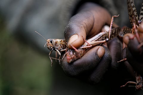 A boy holds locusts he caught in Elburgon, Kenya, March 17, 2021.