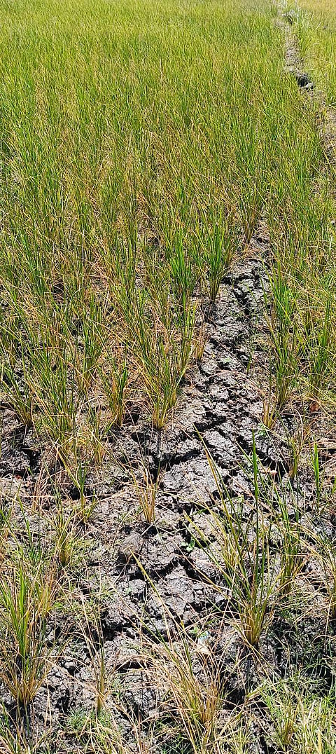 Dry spell damage to crops reaches P14.4M
