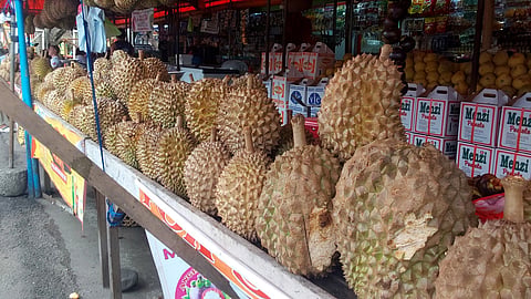Vendors are now excited to welcome visitors from different places to taste durian, known as the king of fruits, at the Magsaysay Fruit Stand (outside Magsaysay Park) as the 87th Araw ng Davao kicks off today, March 1, 2024. Along with the preparations, various fruits are present in different stalls. According to the vendors, they are optimistic that they will have higher sales in the coming days as the city celebrates Araw ng Dabaw. 