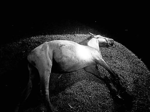 A 27-year-old man stabbed a horse to death at Barangay Dongan Pekong in Matanao, Davao del Sur on Saturday evening, March 2, 2024.
