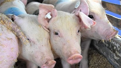 104 hogs from Negros Island  
intercepted, euthanized in Badian