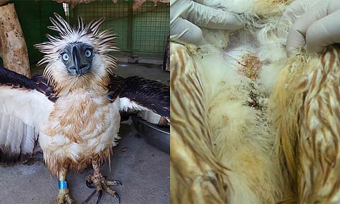 The Philippine Eagle Foundation (PEF) released a female Philippine Eagle, which was accidentally caught in a nylon loose and found to have three air gun pellets lodged underneath its skin, at Brgy. Bulu, Kabugao, Apayao, on Friday, April 12, 2024.