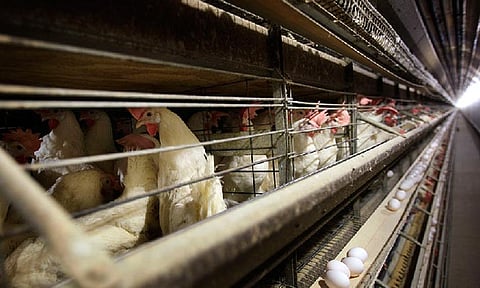 Chickens stand in their cages at a farm, Nov. 16, 2009, near Stuart, Iowa. More than 4 million chickens in Iowa will have to be killed after a case of the highly pathogenic bird flu was detected at a large egg farm, the state announced Tuesday, May 28, 2024. 