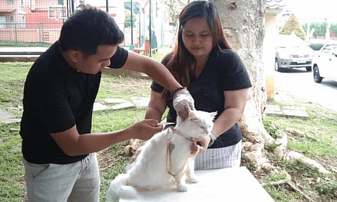 ABTC: Rabies deaths decrease in Davao City