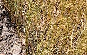 Cebu rolls out El Niño response 
for farmers, fisherfolk