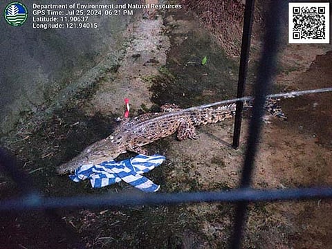 RESCUED CROCODILE. The saltwater crocodile (Crocodylus porous) captured in Barangay Balabag in Boracay Island on July 25, 2024. The Department of Tourism Western Visayas, in a statement on Monday (July 29), assured that Boracay remains a safe destination for tourists. 