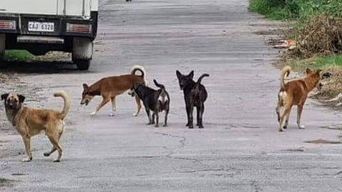 Cebu City nagtinguha’ng ‘rabies free’ na sa 2030