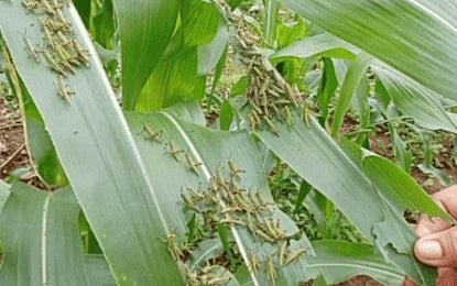 Negros corn farmers hit by armyworm infestation get aid