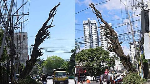 Trimmed leaning tree on M. Velez Street