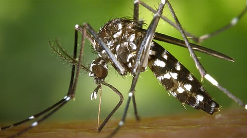 Dengue cases in Cebu City rise by 123%