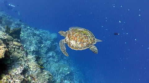 Tell it to SunStar: Sustaining the blue economy