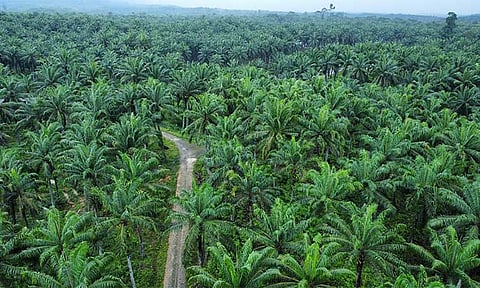 PCA-Davao to launch project to support small oil palm farmers