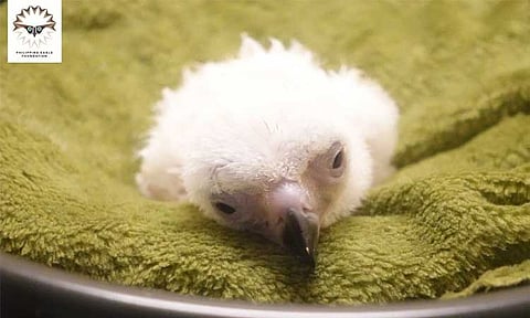 The Philippine Eagle Foundation (PEF) has announced the successful hatching of a Philippine Eagle chick at the National Bird Breeding Sanctuary (NBBS) in Eden, Toril.