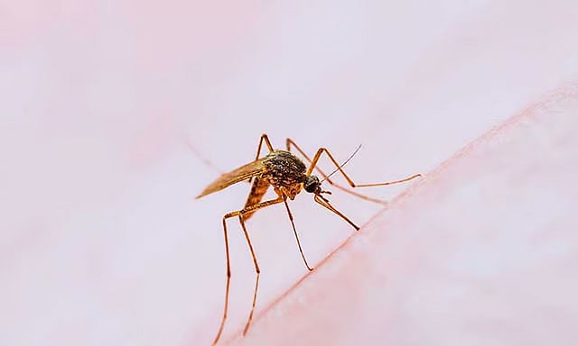 DOH: More than 128,000 dengue cases reported