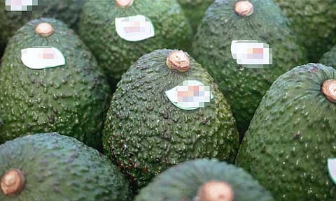Over 12K-kg avocados from Panabo exported to Japan