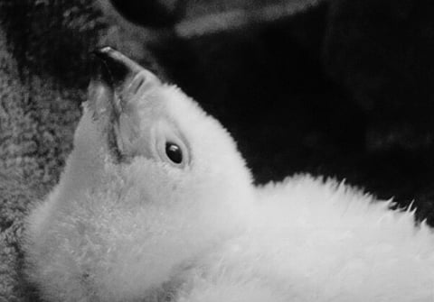 DAVAO. The Philippine Eagle Foundation announced the passing of Chick No. 30, a 17-day-old male Philippine eagle, on November 29, 2024, at the National Bird Breeding Sanctuary. 