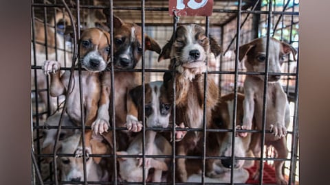 Pet adoptions up 1,500 percent