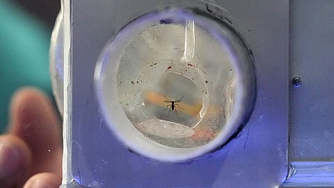 Dengue mosquito