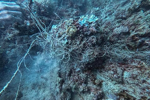 Blast fishing ruins rehabilitated reef