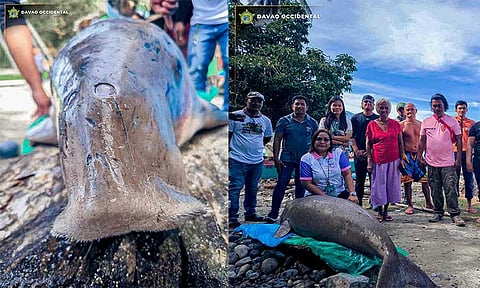 A lifeless dugong, also known as a sea cow, was discovered along the coastline of Sitio Tuwang, Barangay Calian, Don Marcelino, on March 12, 2025.
