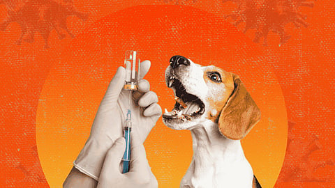 Cebu City dog vax shortage