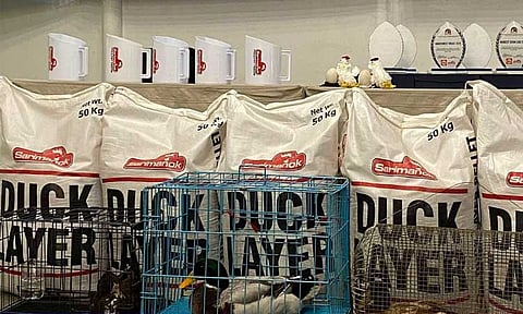 The Davao City Itik Pinas Farmers Association (Dacipfa) has launched a P1.5 million egg production project to ensure a steady supply of high-quality duck products. The initiative was officially introduced on March 27, 2025, in Lower Tamugan, Marilog District, Davao City.