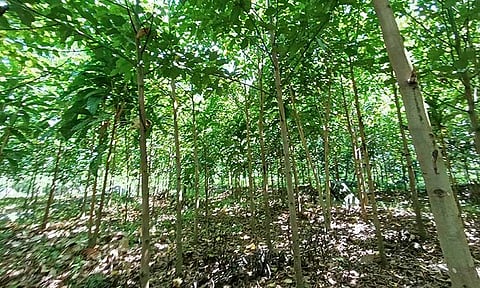 Tree-cutting permit applications now must secure zoning certification