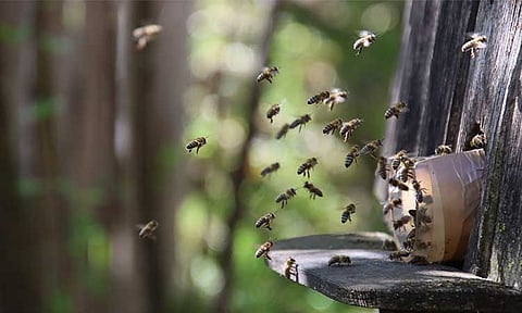 Honeybees attack 43 parkgoers in Tagum