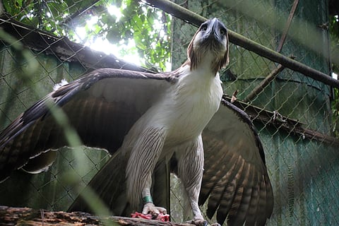 Filinvest Group proudly renews its commitment to the Philippine Eagle Dagitab, emphasizing its dedication to conservation and habitat restoration. As Filinvest celebrates its 70th anniversary, this renewed partnership with the Philippine Eagle Foundation reaffirms its focus on sustainability, ensuring that its legacy of nation-building extends beyond mere economic progress to encompass environmental stewardship.
