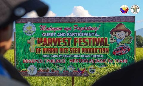 Locally-produced hybrid rice seeds to boost rice productivity in Davao