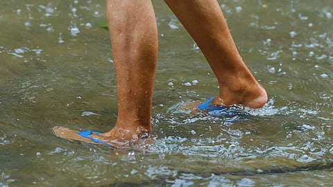 FDA: Don't self-medicate vs leptospirosis