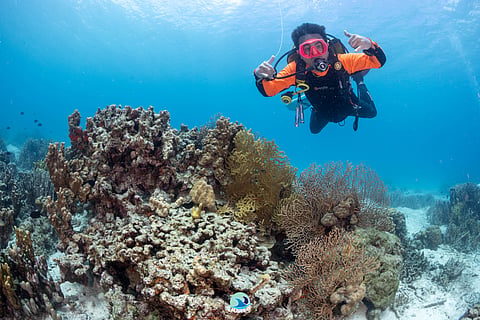 Underwater shots by Aquascout led by Cedjie Aquino in their dive offSarangani last April.
