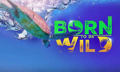 This July, “Born to be Wild” rolls out a refreshed format to bring more compelling stories, continuing its mission as a dynamic platform for wildlife conservation, environmental education, and advocacy.