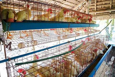 BAGO. The Bago City government launches the egg-laying project that will benefit an association and its community in the city on Tuesday, August 5, 2025. 