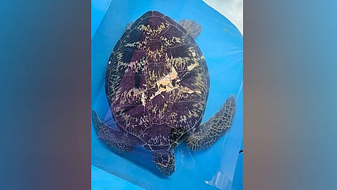 Sea turtle hit by boat in Moalboal rescued