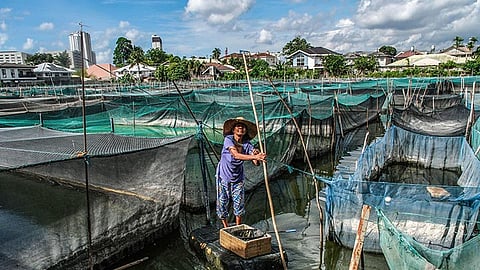  Mandaue’s Fish Farming Secret