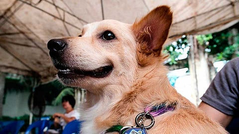 Cebu City records first human rabies death amid critical vaccine shortage