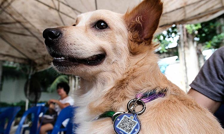 Davao Rabies Surge Puts ‘Zero by 30’ Goal Under Strain