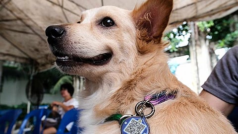 Rabies-free Cebu City gitinguha sa DVMF