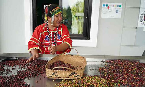 The IP coffee farmers of Tibolo