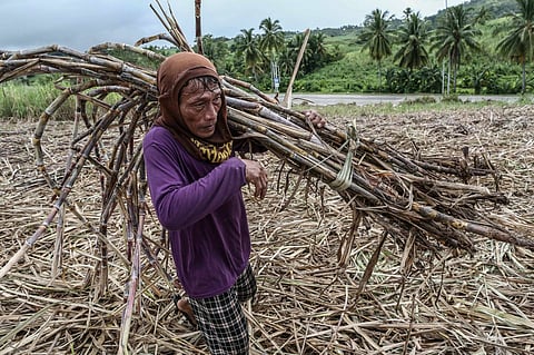 CEBU. Despite ongoing earthquake aftershocks, farmers continue to harvest sugarcane on farmland in Anonang Norte, Bogo City, on October 8, 2025. The harvest is set to be delivered to the Negros Island Region for processing, as the sugar mills in Medellin and Daanbantayan have already shut down. 
