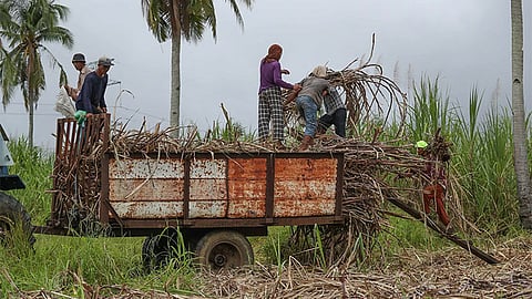 Sugarcane farmers Cebu