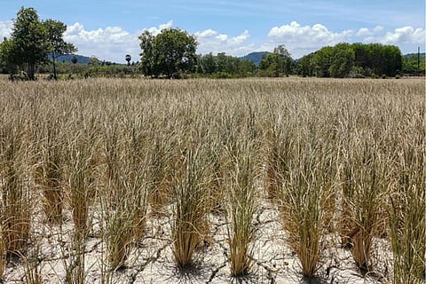 2025 set to be among 3 warmest years on record: EU climate monitor