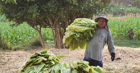 ADAPTING TO MARKET CHANGES. A tobacco farmer from Pinili, Ilocos Norte harvests tobacco leaves in this undated photo. (Contributed file photo)